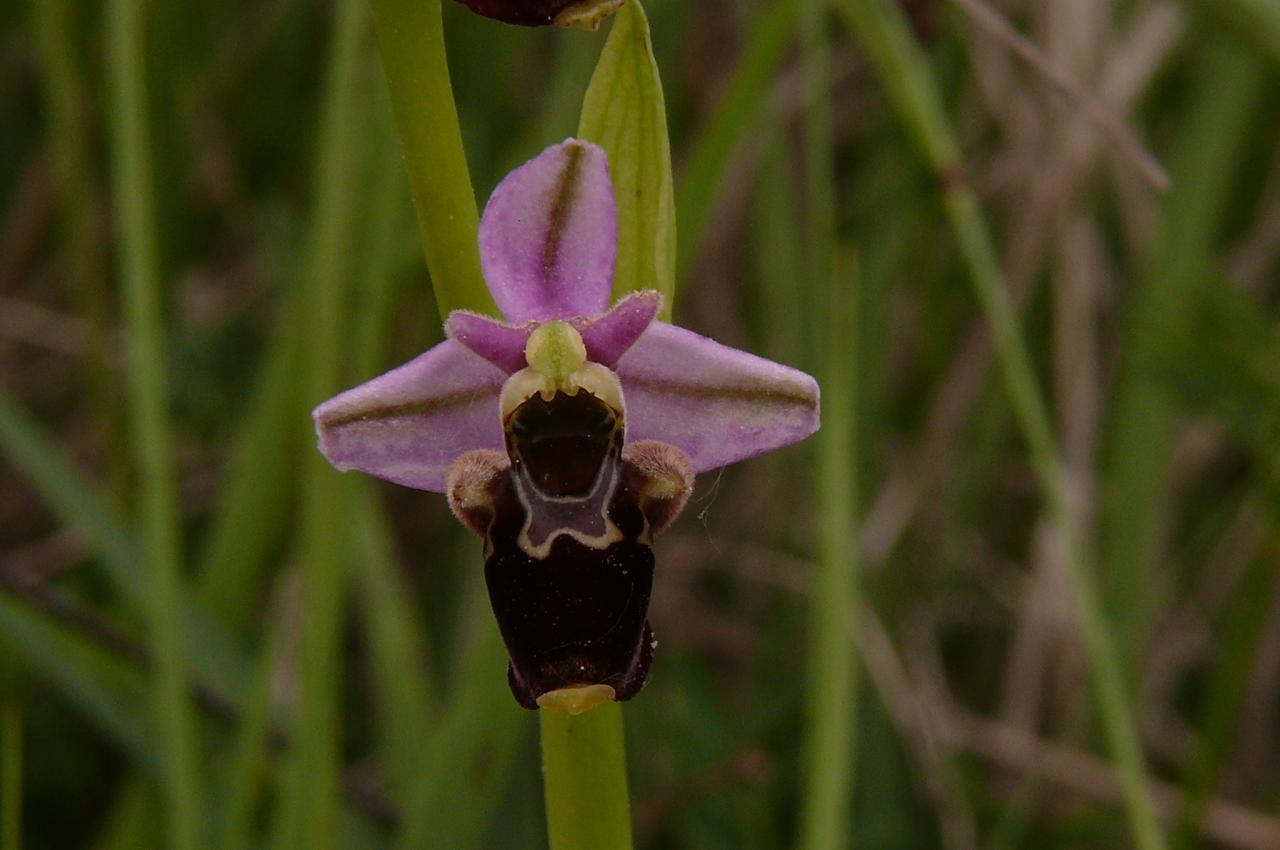 0phrys fuciflora (63-Chauriat)