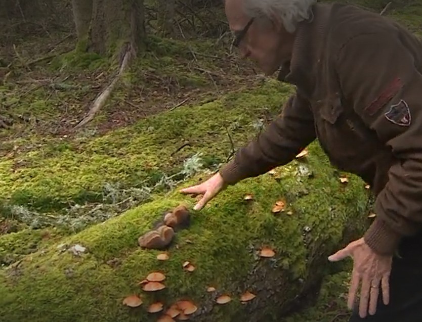 France 3 - comment le champignon joue un rôle important dans l'écosystème