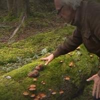 France 3 - comment le champignon joue un rôle important dans l'écosystème