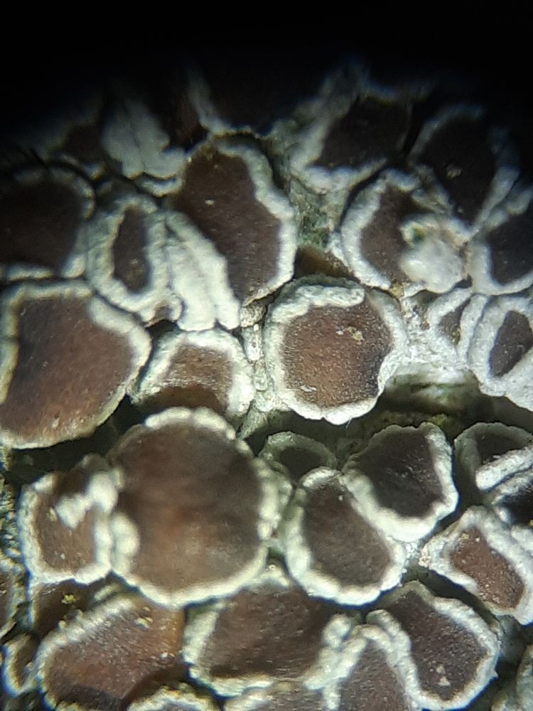 Lecanora sp. - Apothécies