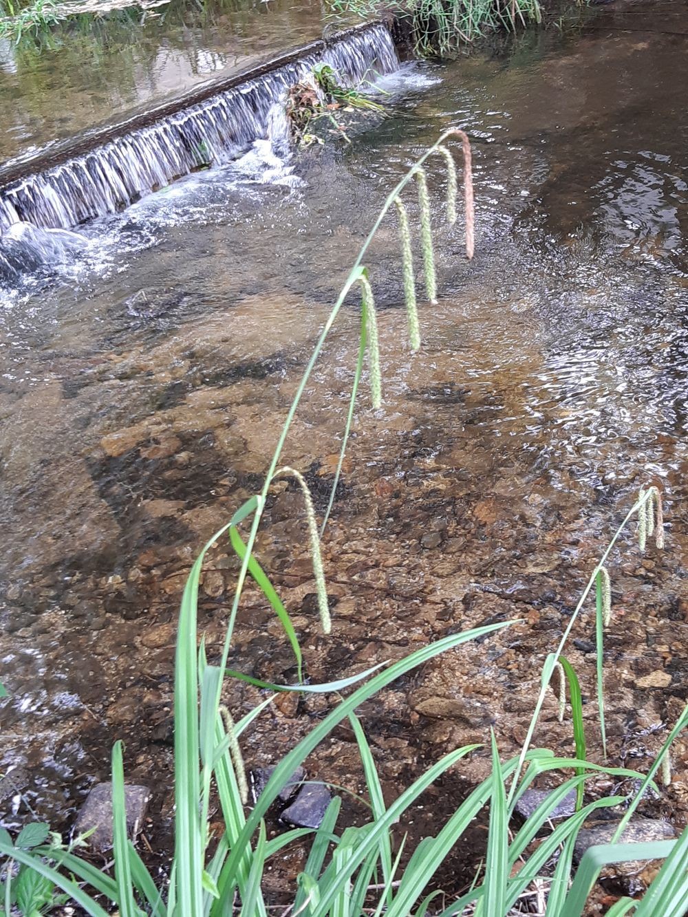 Carex pendula (63-Châteldon)