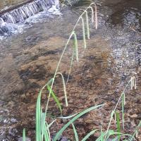 Carex pendula (63-Châteldon)