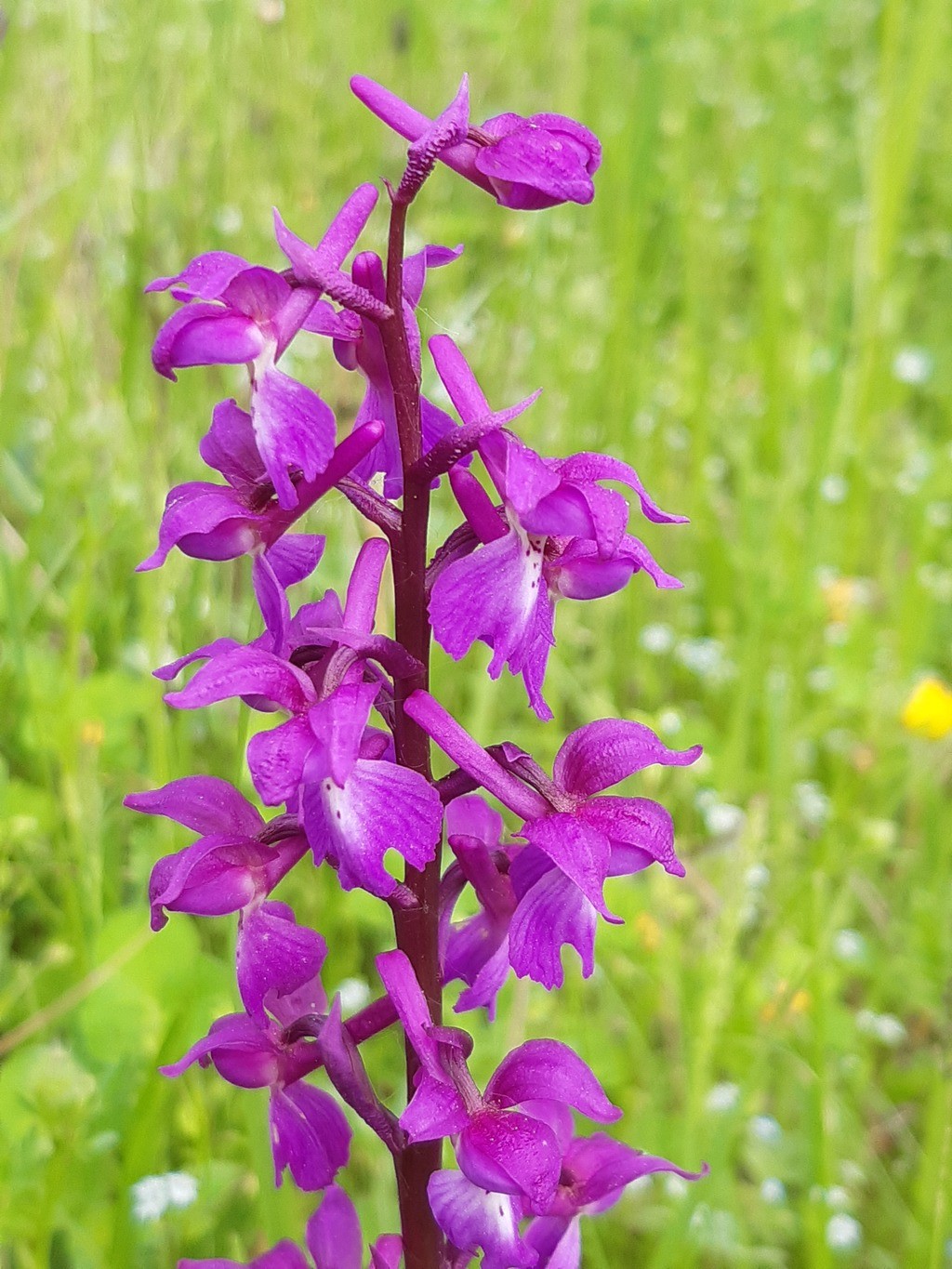 Orchis mascula (15-Dienne)