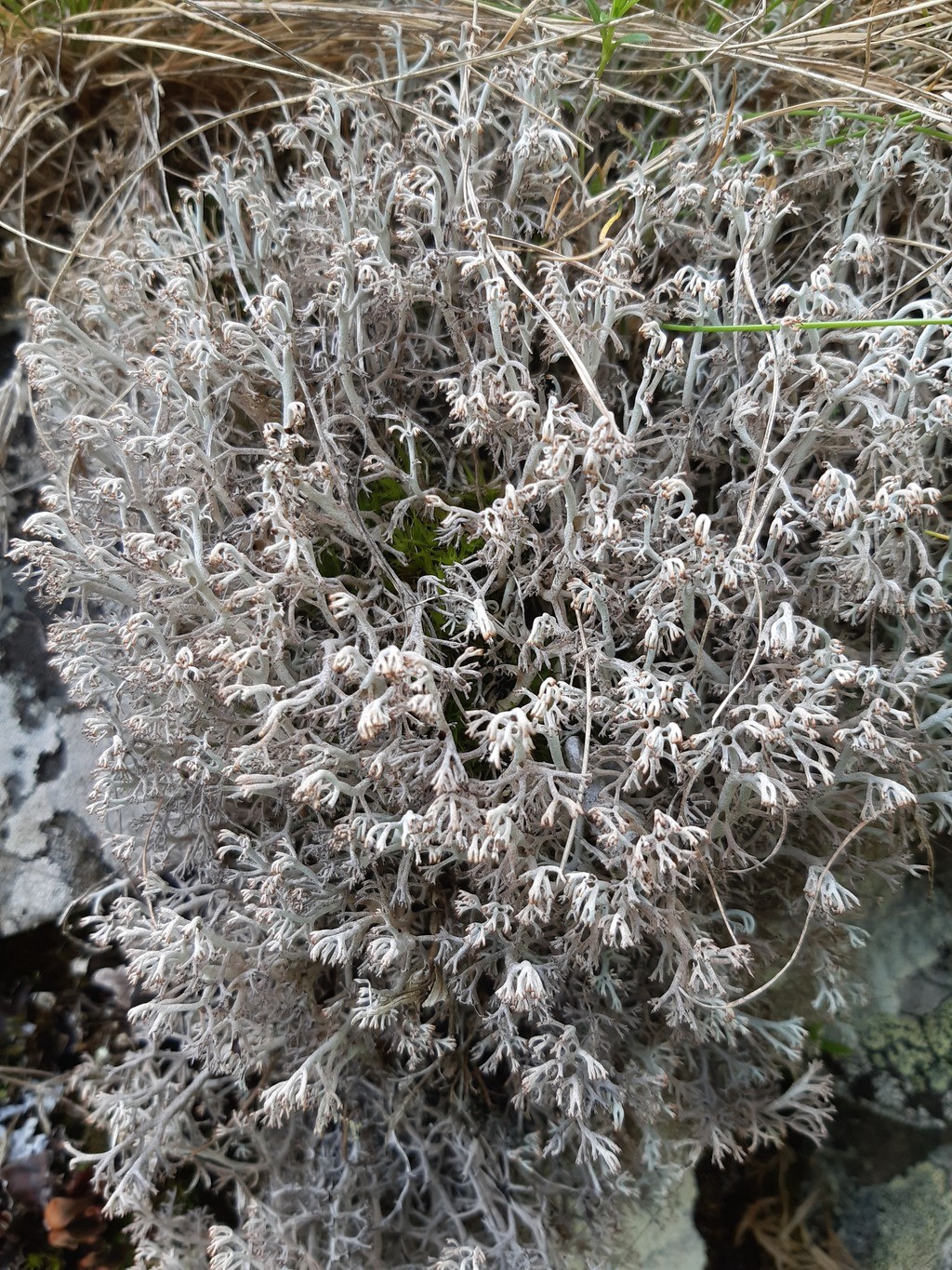 Cladonia rangiferina (15-Sainte-Anastasie)