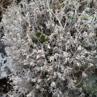 Cladonia rangiferina (15-Sainte-Anastasie)