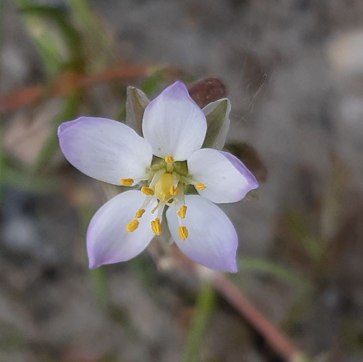Spergularia media (63-Mirefleurs)