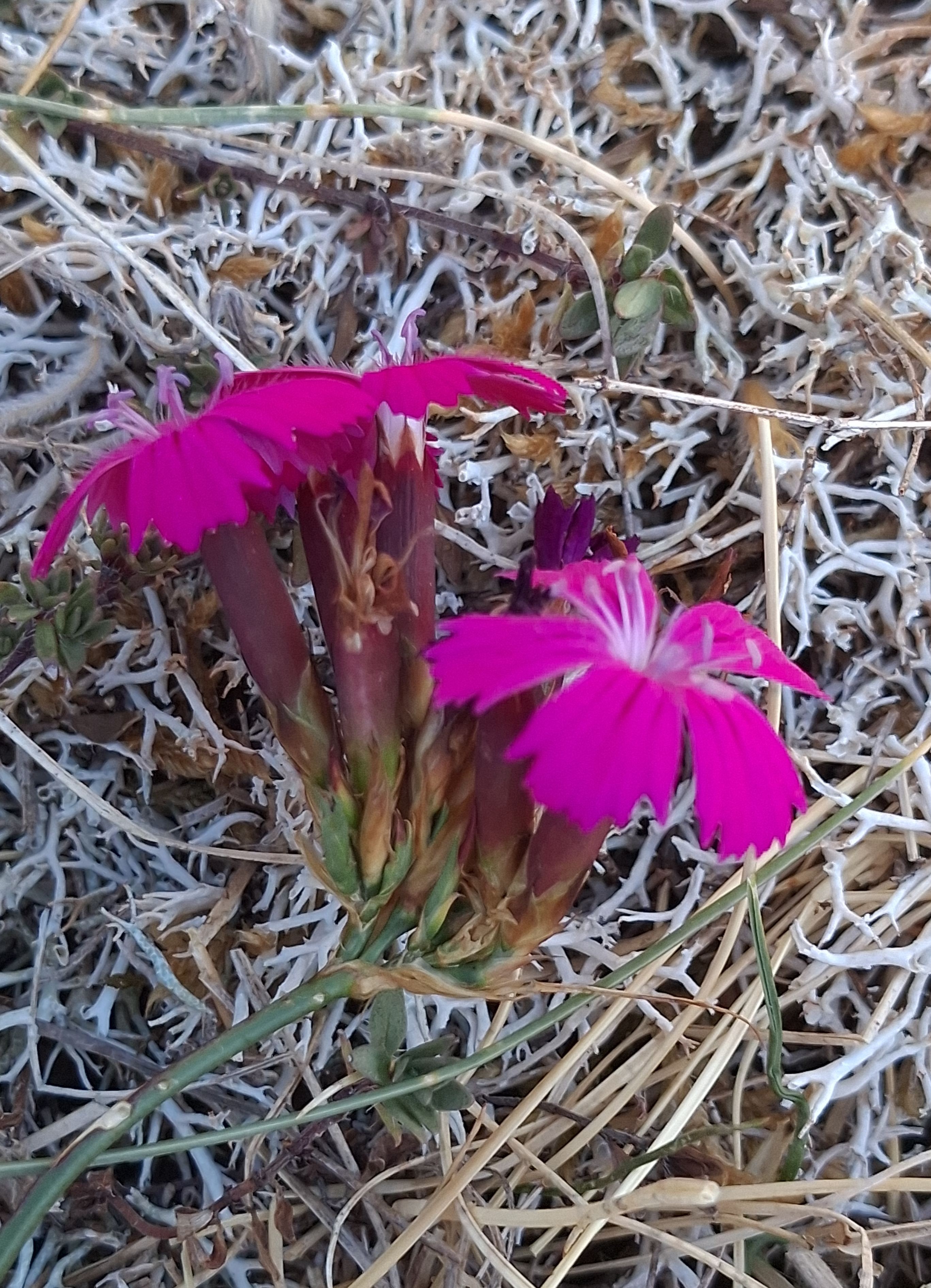 Dianthus carthusianorum (63-Olloix)