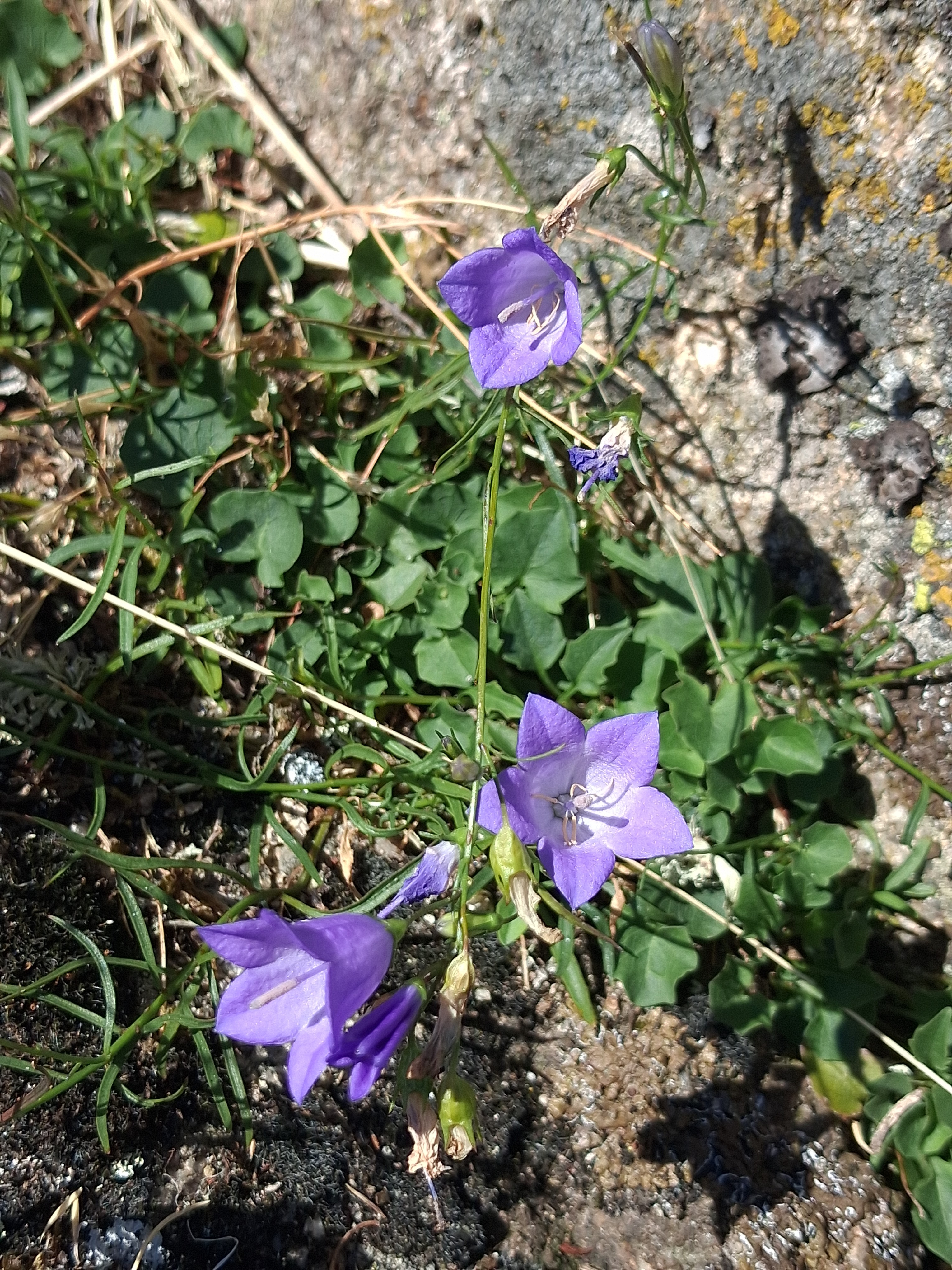 Campanula rotundifolia (63-Olloix)