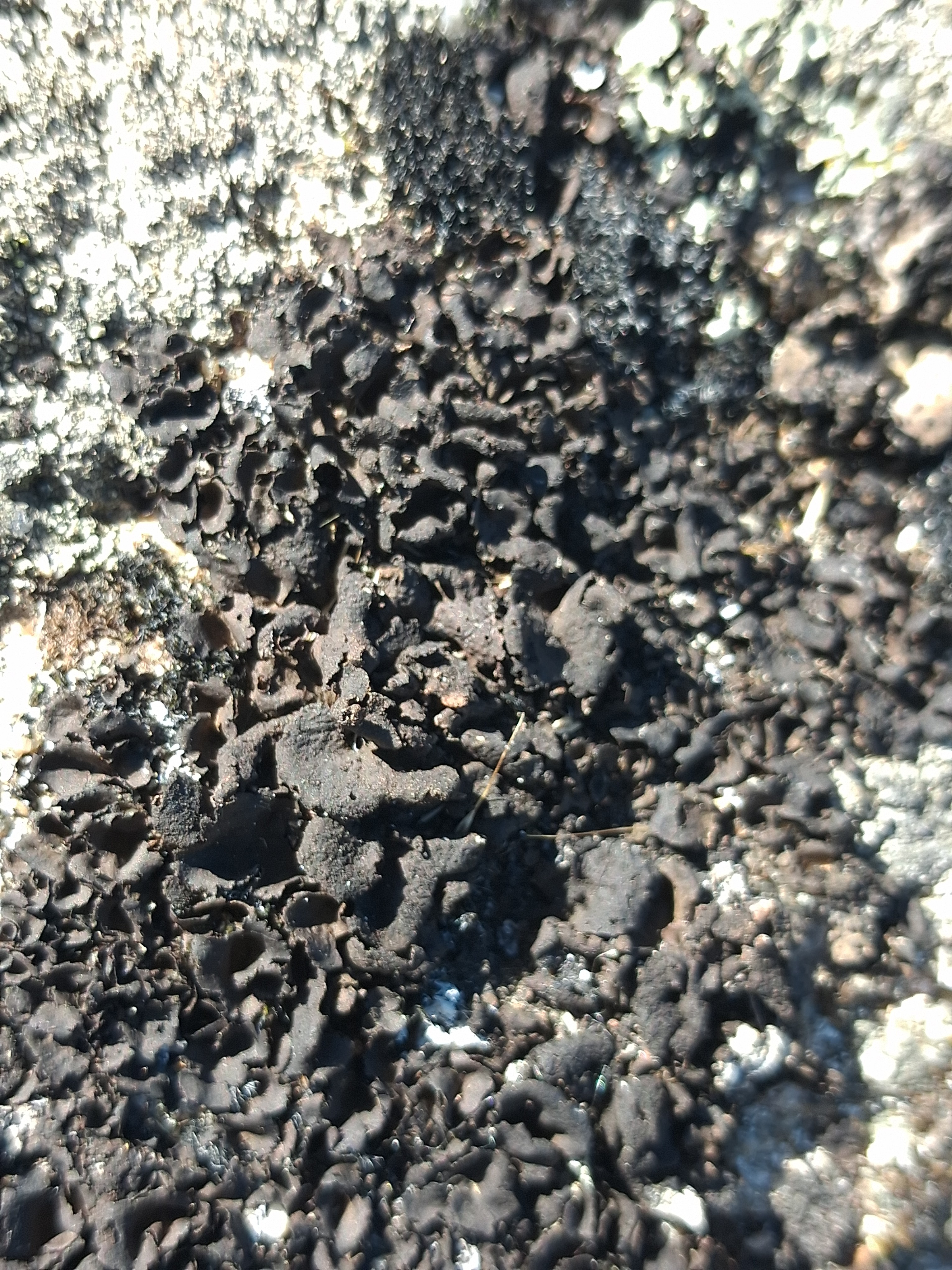 Umbilicaria polyphylla (63-Olloix)