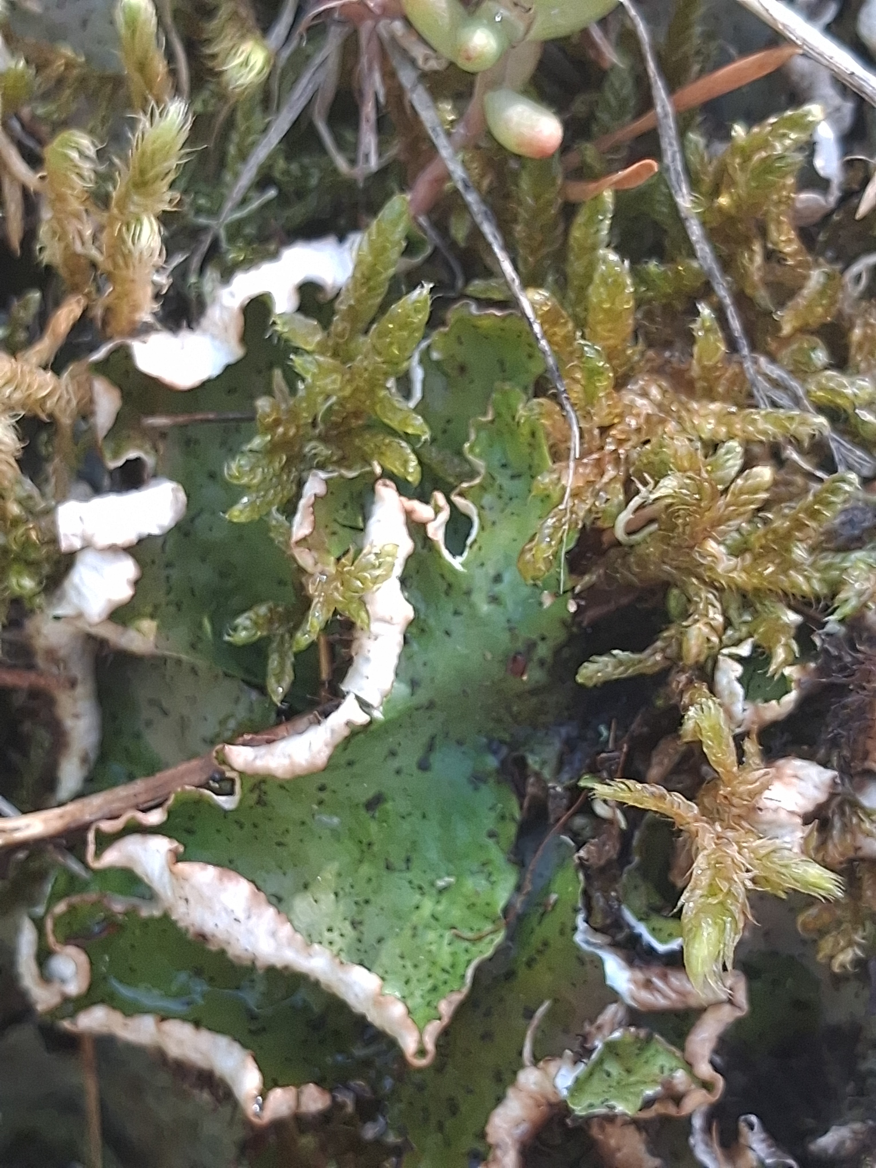 	Peltigera leucophlebia (63-Aydat)
