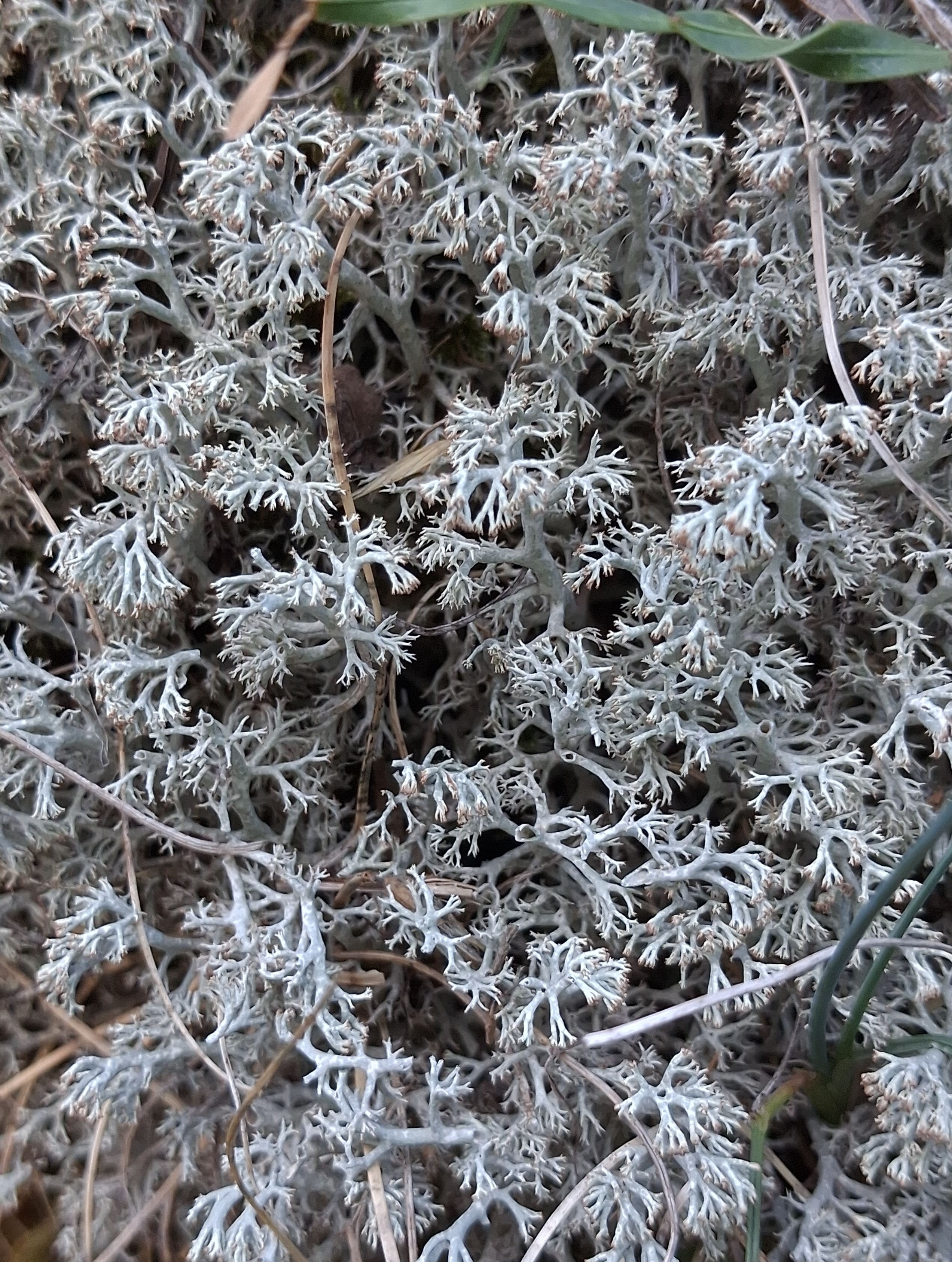 Cladonia arbuscula chémo. squarrosa (63-Aydat)
