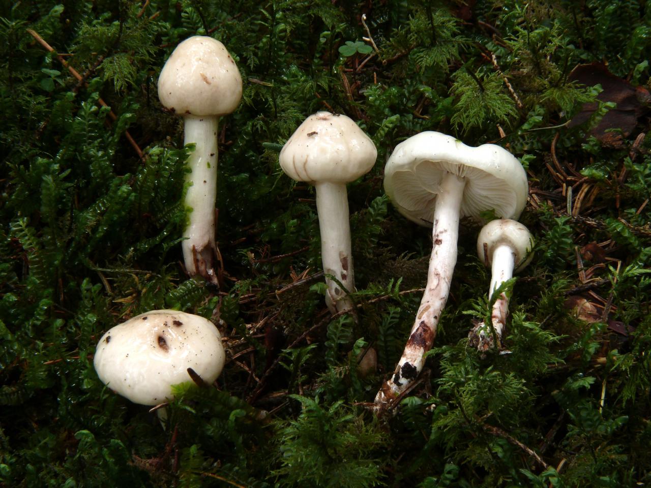 Limacella illinita (Amanites - Agaricales)