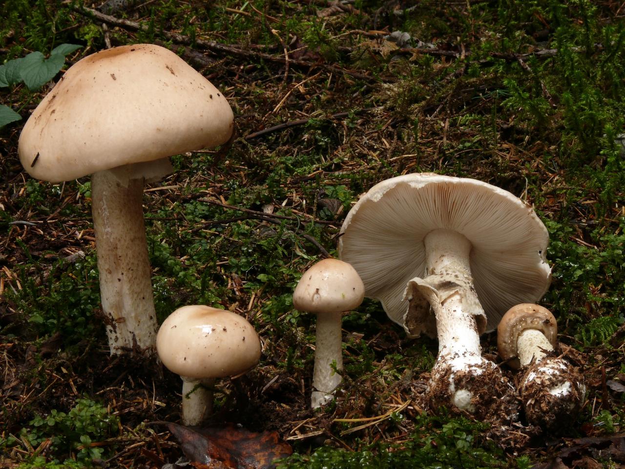 Limacella lenticularis (Amanites - Agaricales)