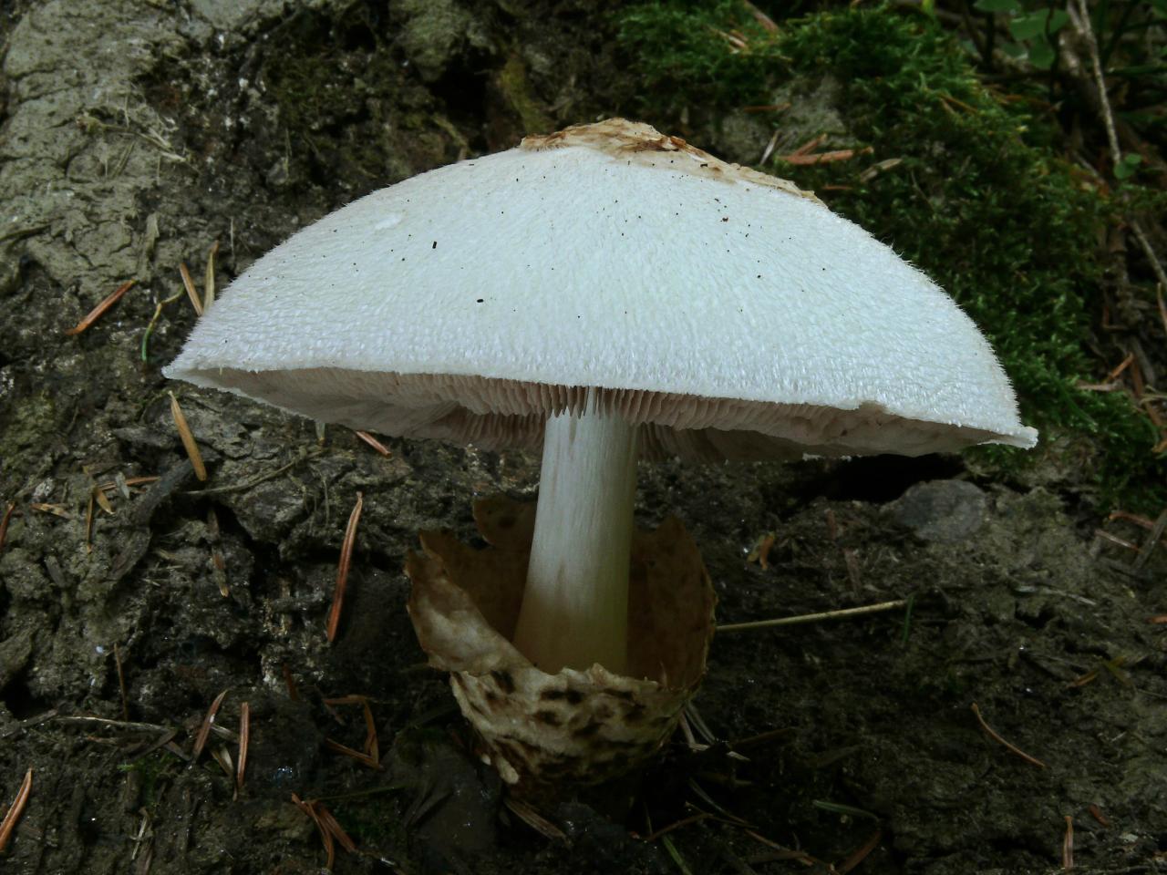 Volvariella speciosa (Volvaires - Agaricales)
