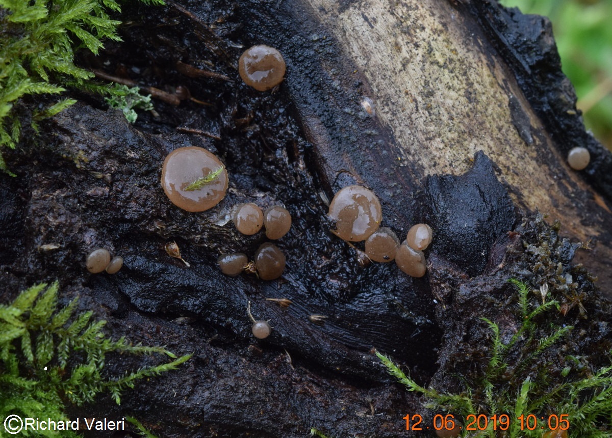 Adelphella babingtonii (Pezizales - Ascomycètes)