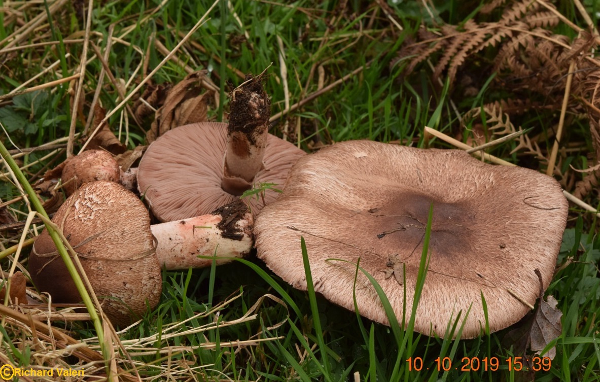 Agaricus langei (Agarics - Agaricales)