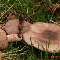 Agaricus langei (Agarics - Agaricales)