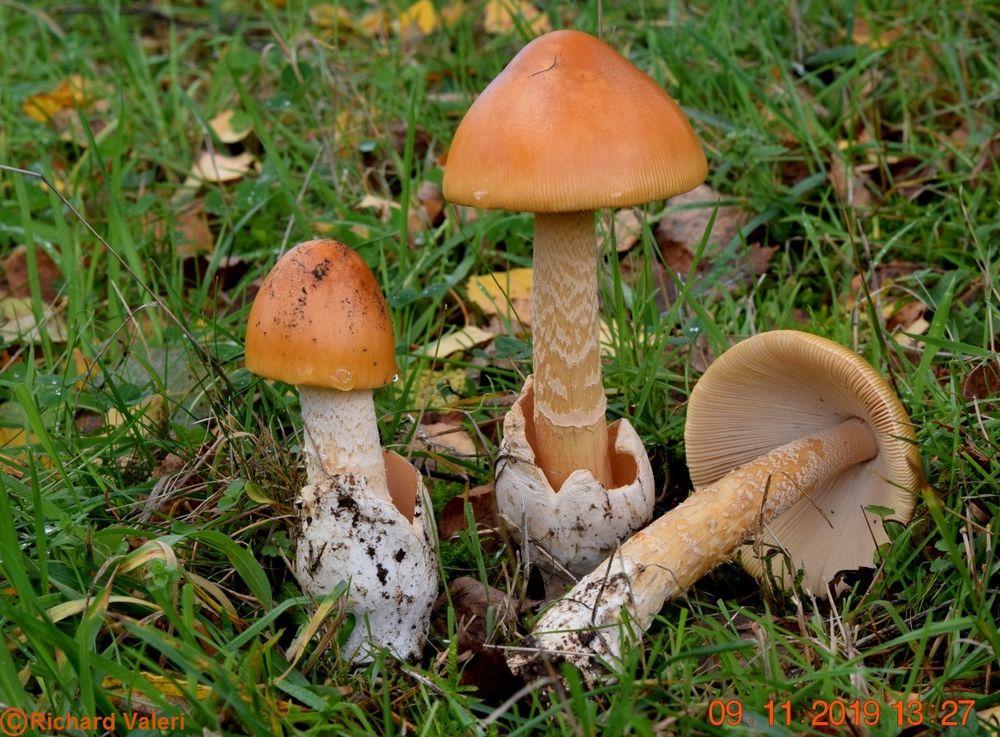 Amanita crocea (Amanites - Agaricales)