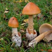 Amanita crocea (Amanites - Agaricales)