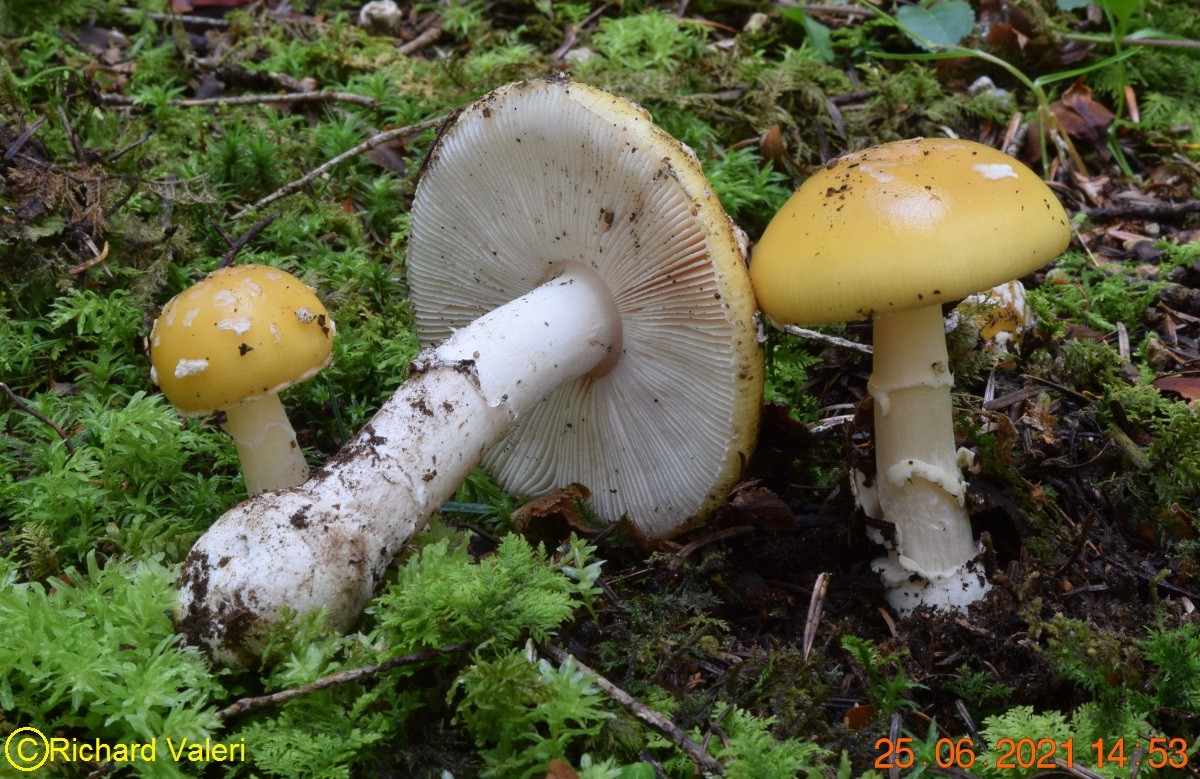 Amanita junquillea (Amanites - Agaricales)