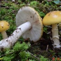 Amanita junquillea (Amanites - Agaricales)