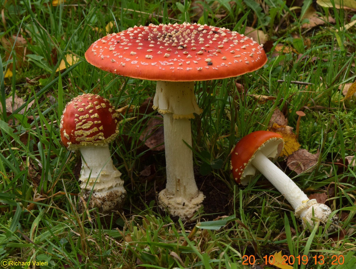 Amanita muscaria f. flavivolvata (Amanites - Agaricales)