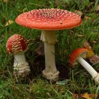 Amanita muscaria f. flavivolvata (Amanites - Agaricales)