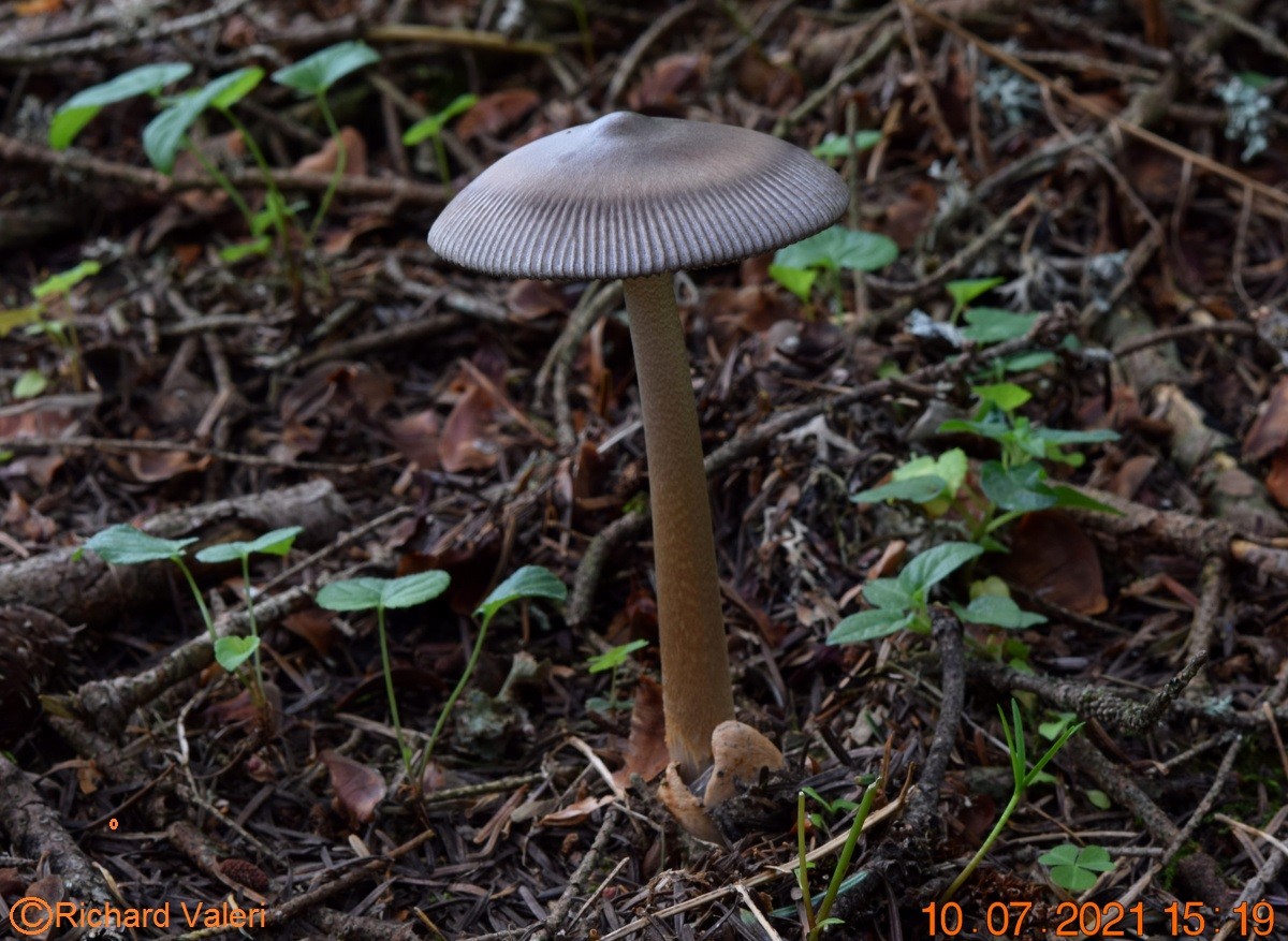 Amanita umbrinolutea (Amanites - Agaricales)