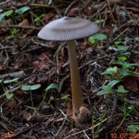 Amanita umbrinolutea (Amanites - Agaricales)