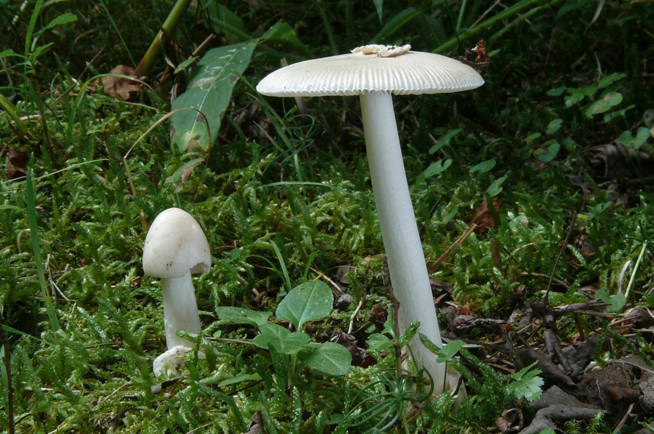 Amanita fulva var. alba (Amanites - Agaricales)