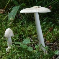 Amanita fulva var. alba (Amanites - Agaricales)