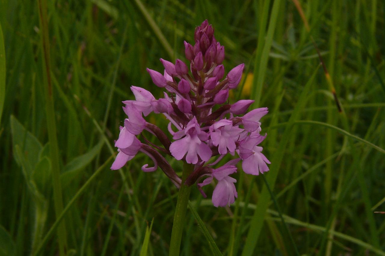 Anacamptis pyramidalis (63-Chauriat)