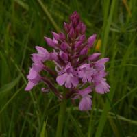 Anacamptis pyramidalis (63-Chauriat)