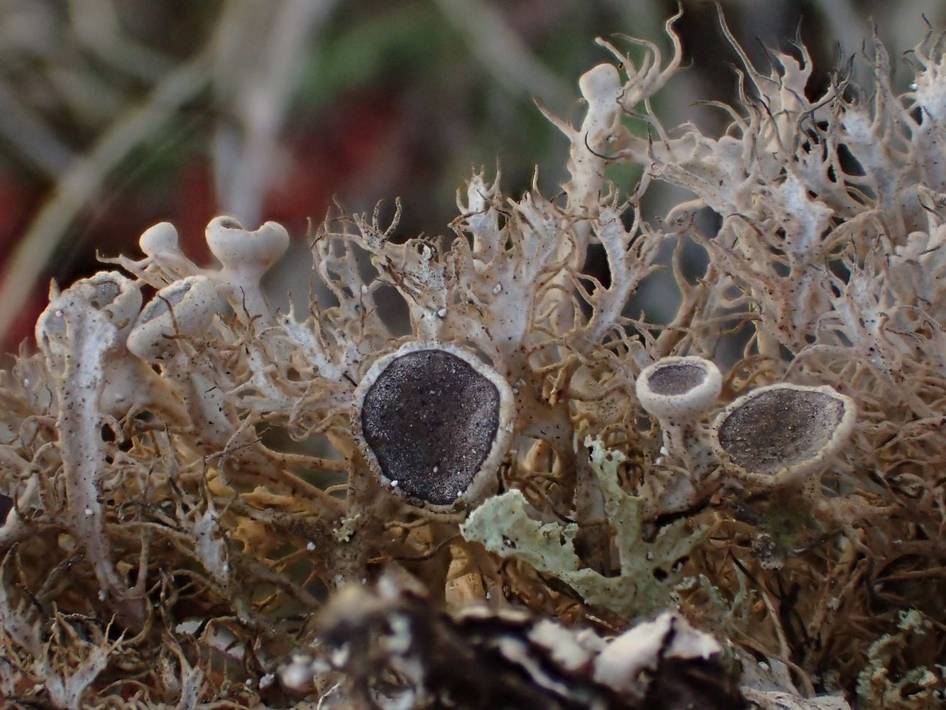 Anaptychia ciliaris (63-La-Chapelle-Marcousse)