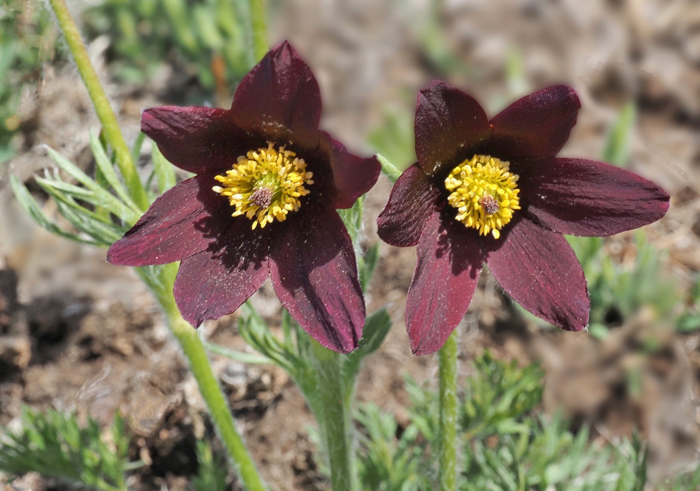 Anemone rubra (15-Dienne)