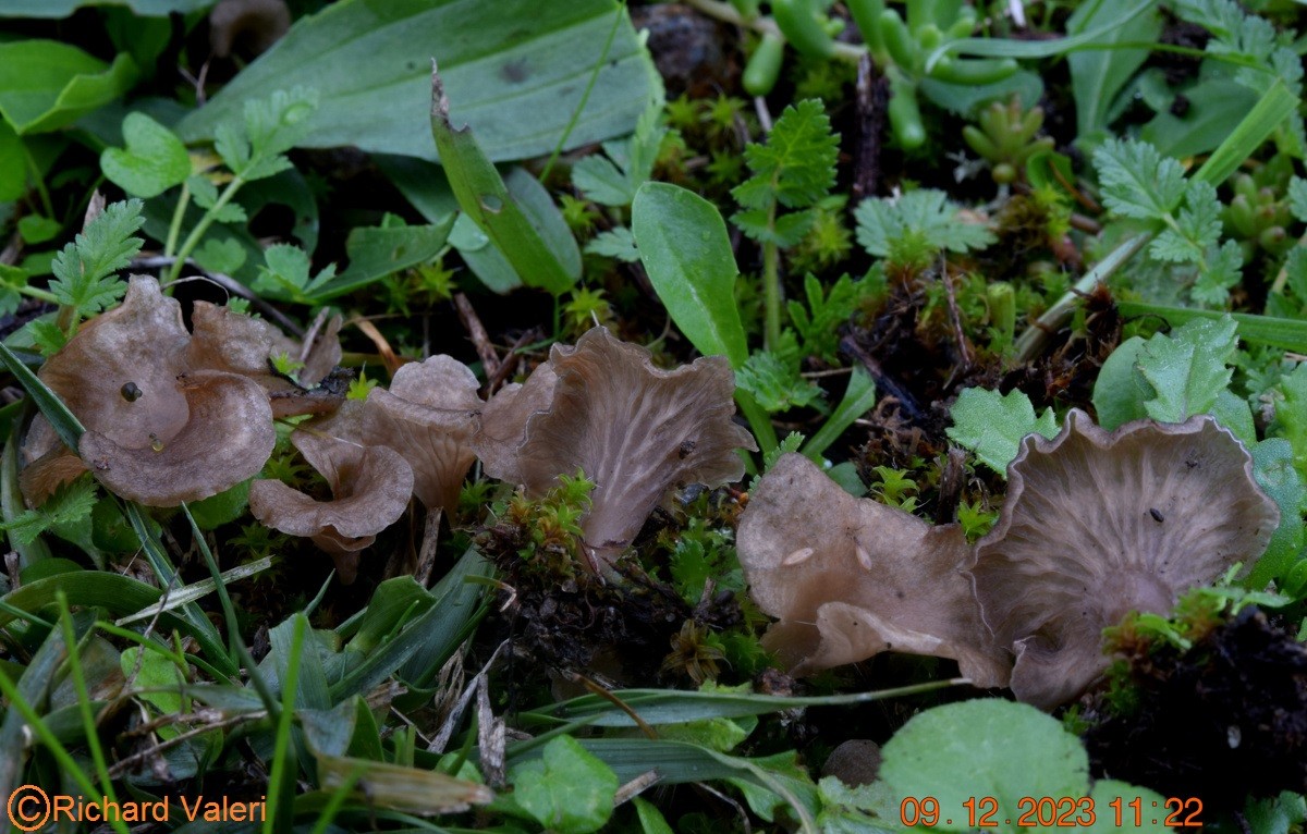 Arrhenia spathulata (Omphales – Tricholomatales)