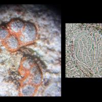 Spores macrocéphales et asques clavés octosporés d'Arthonia cinnabarina