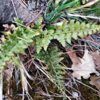 Asplenium adiantum-nigrum  var. silesiacum (43-Saint-Préjet-Armandon)