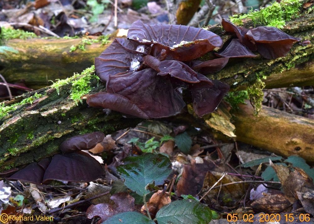 Auricularia auricula-judae (Tremelles – Auriculariales) 