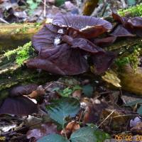 Auricularia auricula-judae (Tremelles – Auriculariales) 