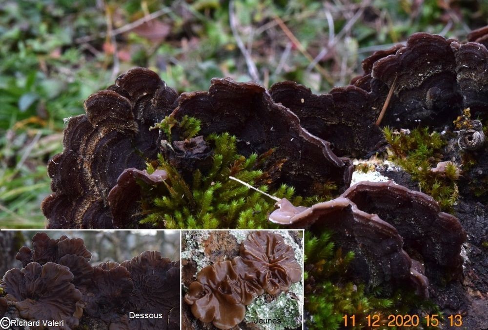 Auricularia mesenterica (Tremelles – Auriculariales)