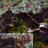 Auricularia mesenterica (Tremelles – Auriculariales)