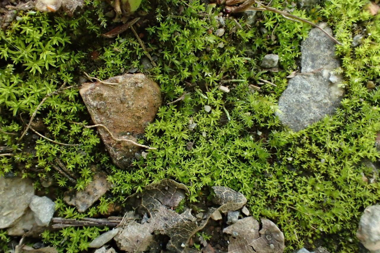 Barbula unguiculata (63-Forêt de Randan)