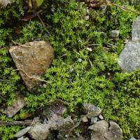 Barbula unguiculata (63-Forêt de Randan)