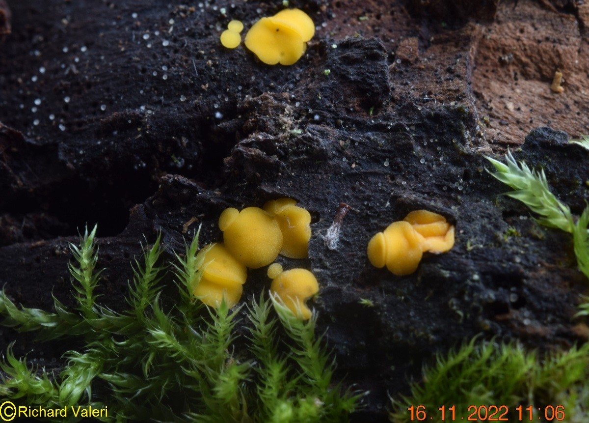 Bisporella citrina (Helotiales – Ascomycètes)
