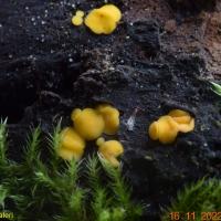 Bisporella citrina (Helotiales – Ascomycètes)