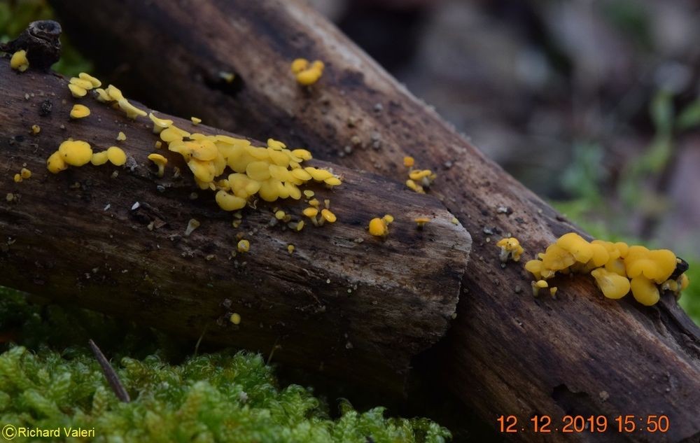 Bisporella citrina (Helotiales – Ascomycètes)