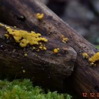 Bisporella citrina (Helotiales – Ascomycètes)