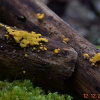 Bisporella citrina (Helotiales – Ascomycètes)