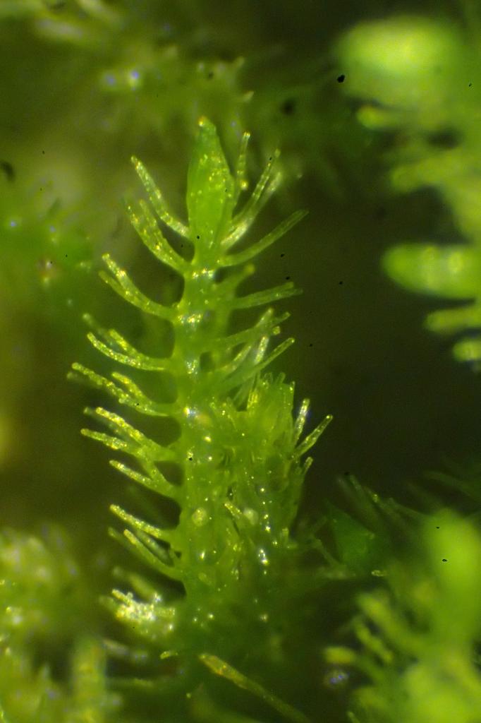 Blepharostoma trichophyllum (42-Col du Béal-Tourbière de la Pigne)